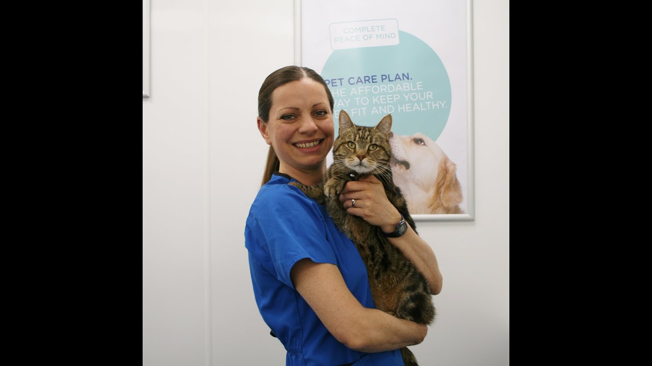 How to give ear drops to your cat