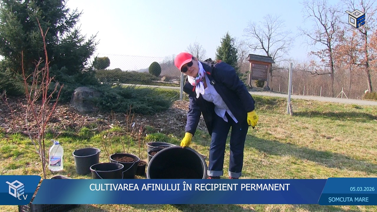 CULTIVAREA AFINULUI ÎN RECIPIENT PERMANENT