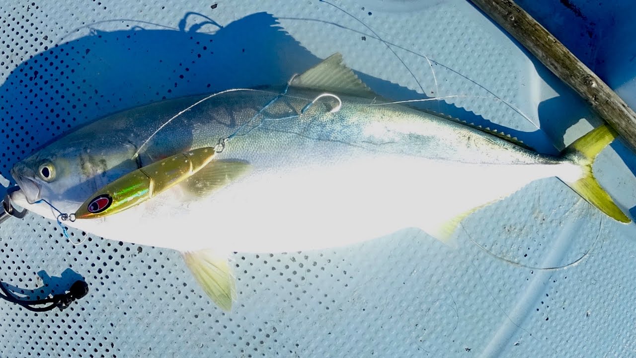 Slow pitch Jigging @ Ehime,Japan Yellow Tail 5kg