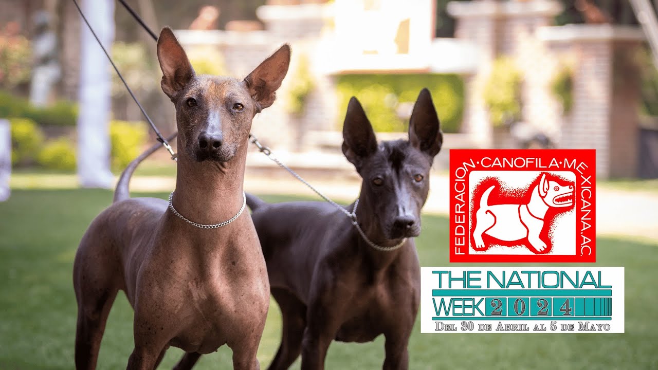 Xolo - The National Week CDMX