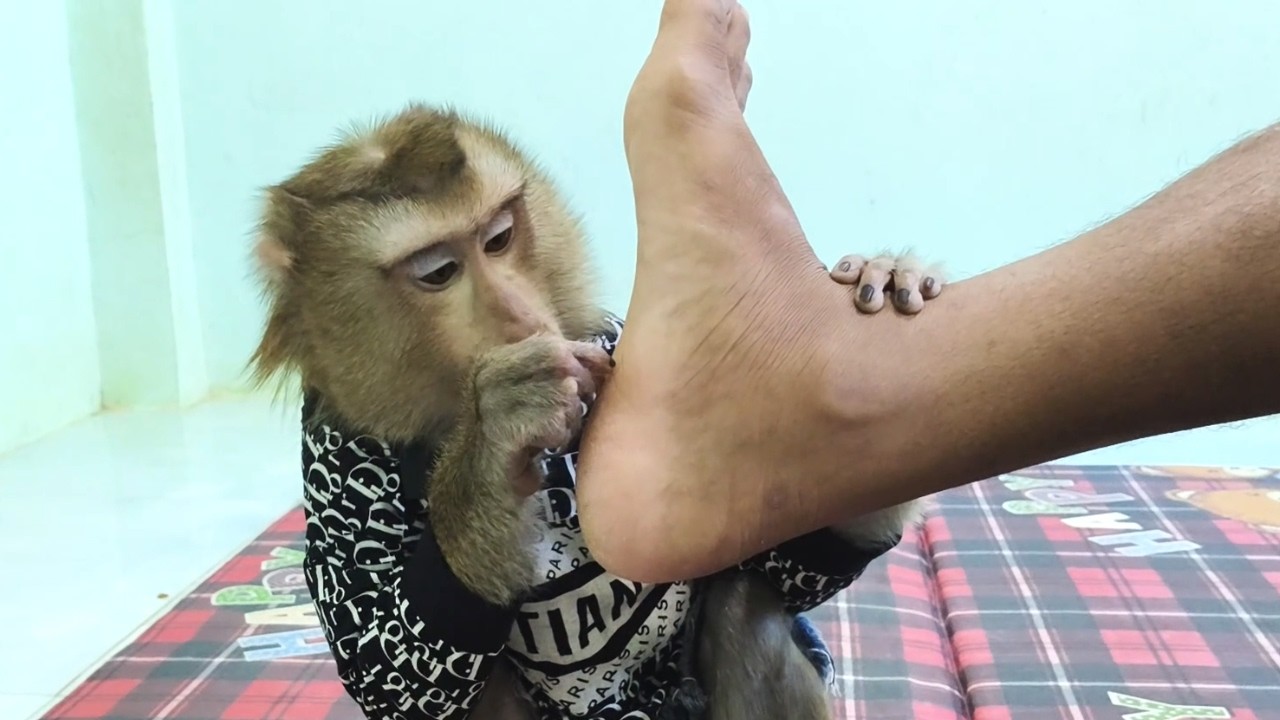 The Most Satisfying Scratches Soles, ASMR Unintentional​l From Big Monkey