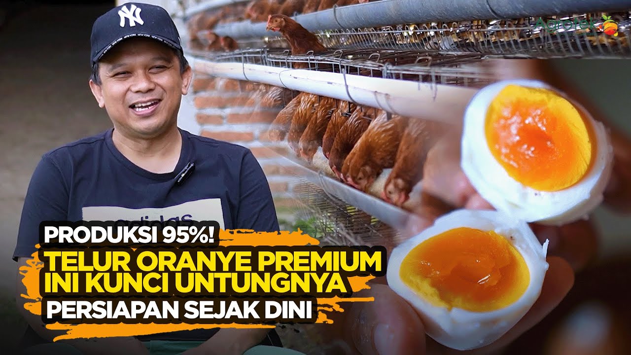 Cara Membangun Usaha Ayam Petelur dari Nol hingga Stabil di Atas 90% Produksi