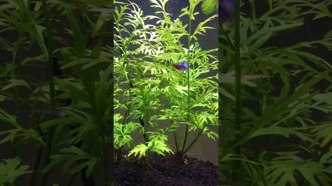 This Is Neon Tetra Breeding Behavior!! #shorts #aquarium