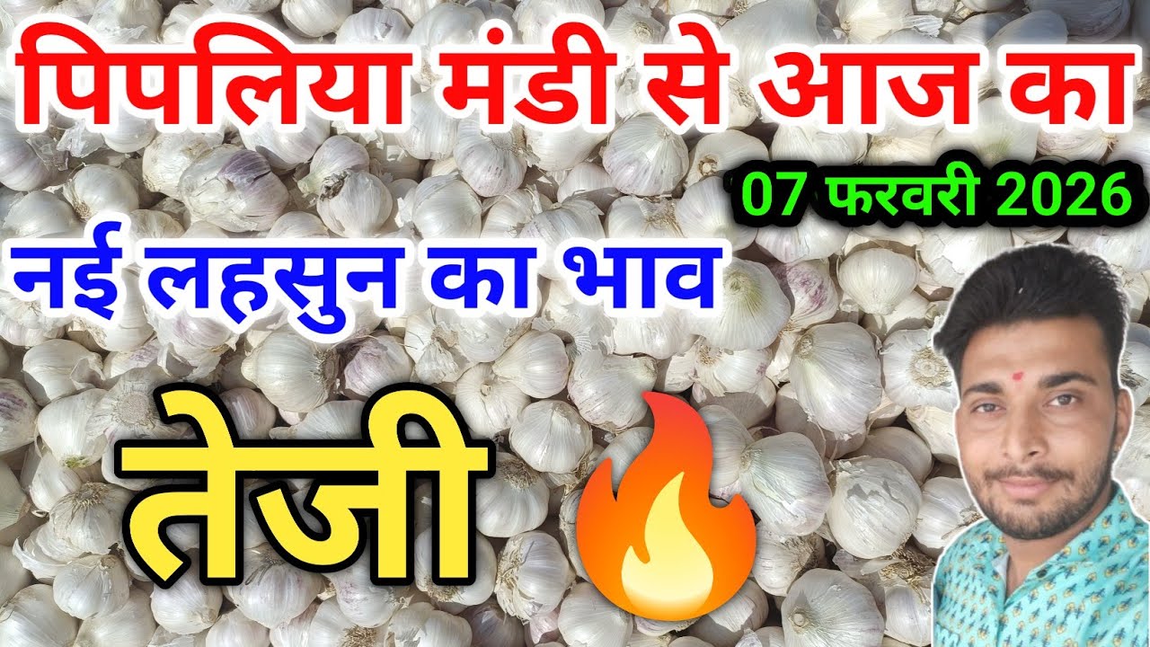 नई ऊटी लहसुन का भाव आज का पिपलिया मंडी New Garlic Price Today Pipliya Mandi February 7, 2026
