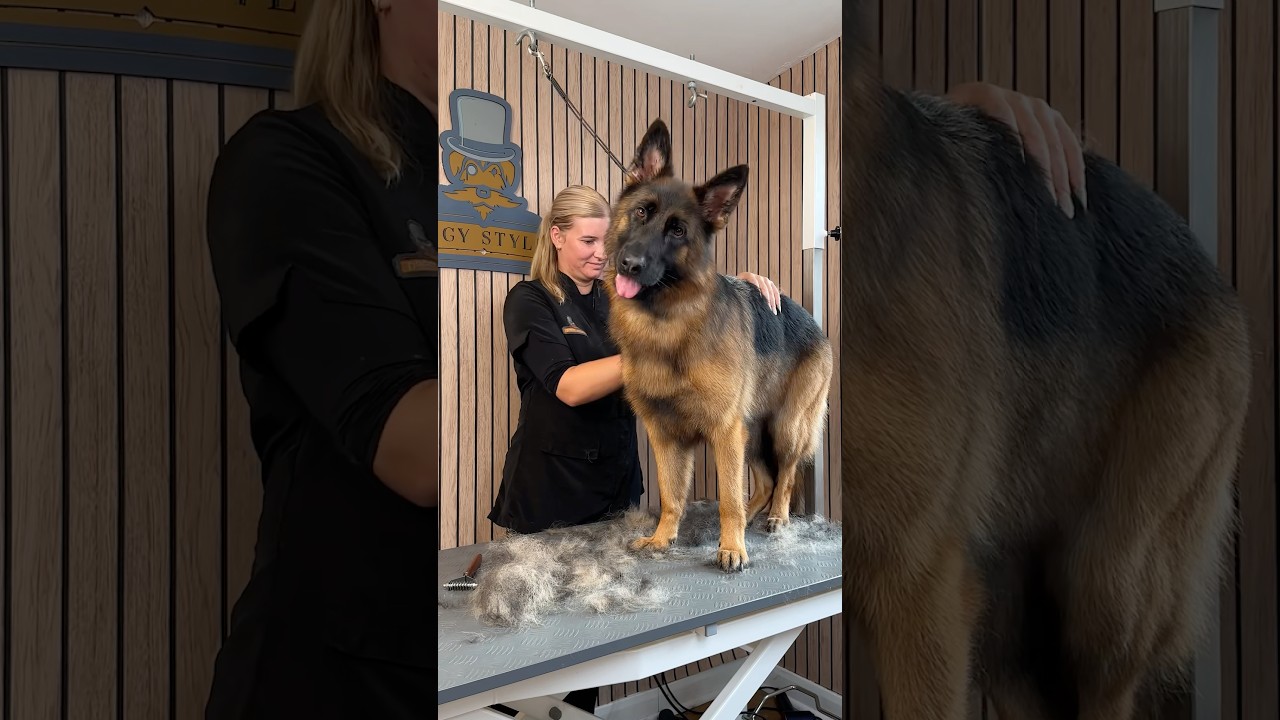Doggy Daily Episode 539: Poppy the German Shepherd 🐾  #gsd #germanshepherd #doggrooming