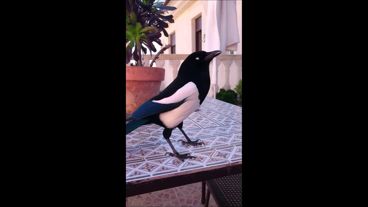 Urraca habladora - Talkative Magpie spanish