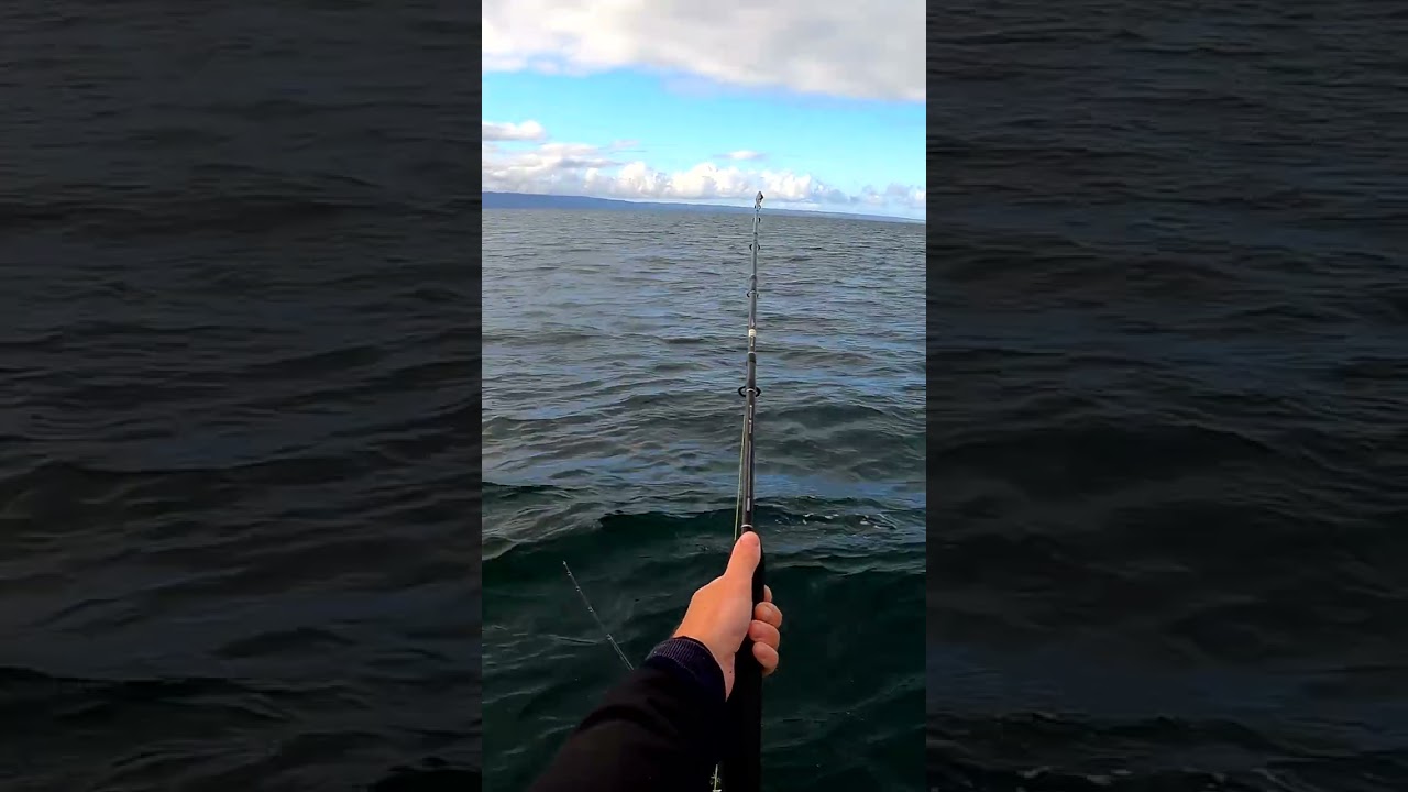 Огромный улов… крупная рыба, акула или скат? 🐟🦈🪁