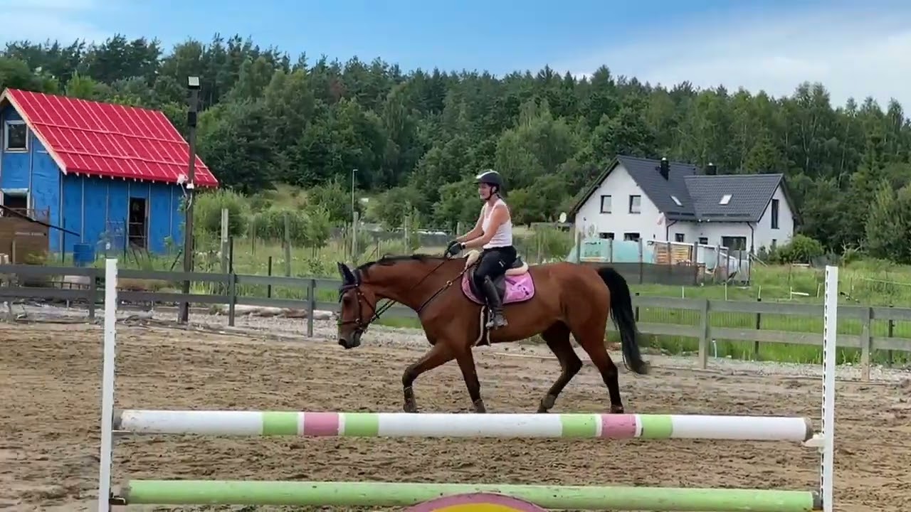 Wspaniała klacz skokowa dla juniora/ amatora!