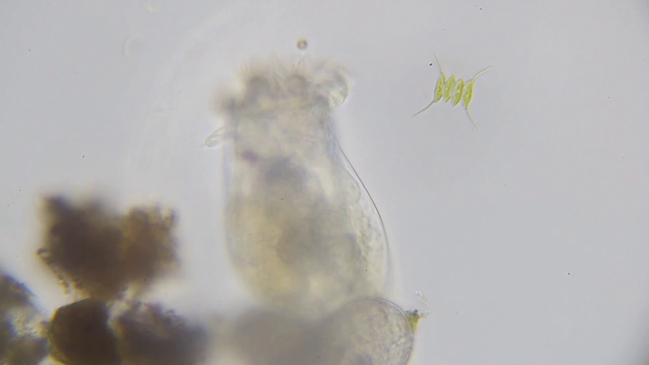 ワムシとイカダモ