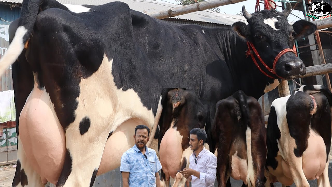উত্তরবঙ্গের সর্বসেরা সেরা বড় গাভী এখানে । কনো চ্যালেঞ্জ বা চাপাবাজি নাই । আগে দুধ পরে ক্রয় ।গরুরহাঁট