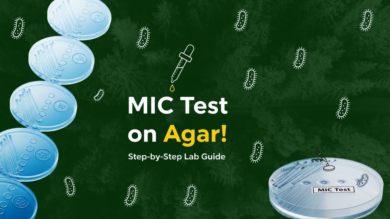 MIC Determination by Agar Plate Method | Antibiotic Sensitivity Test 🧫