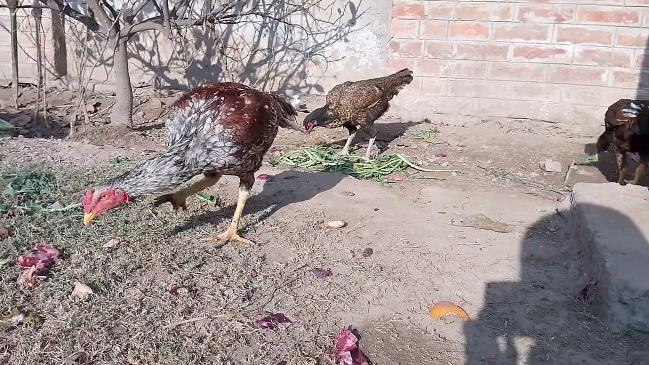Aseel Are Very Dangerous🤯😲 |Hen House| 