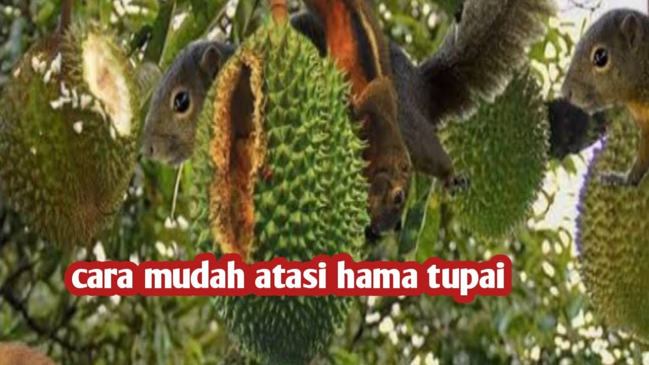 buah durian di serang tupai begini cara mengatasinya