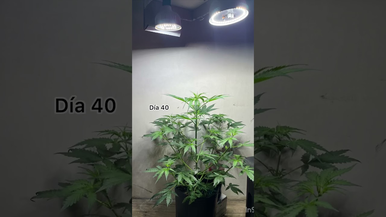 Seguimiento cultivo con galponeras. (total 150w) Gen: Auto Power Plant. Banco: Ojitos Rojos