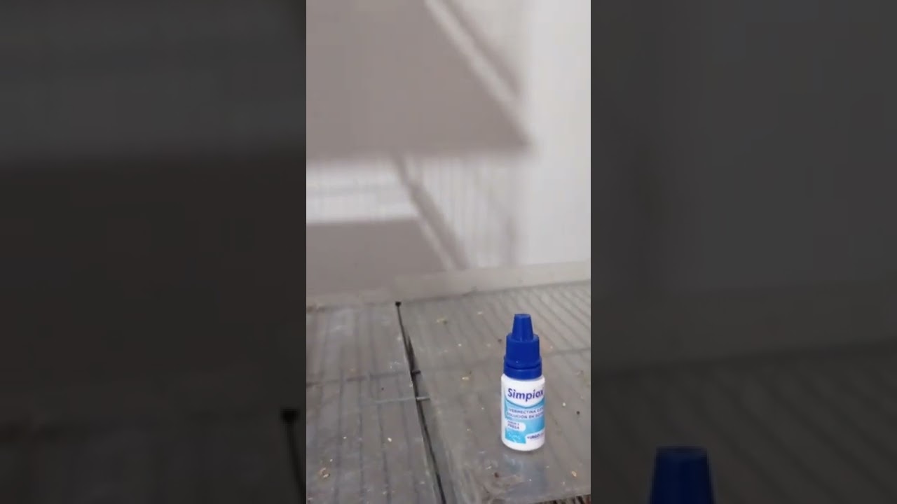 como curar las calvas en una canaria (parte 1)