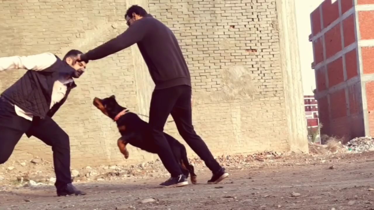 تدريب شراسة كلب الروت وايلر | حراسة شخصية