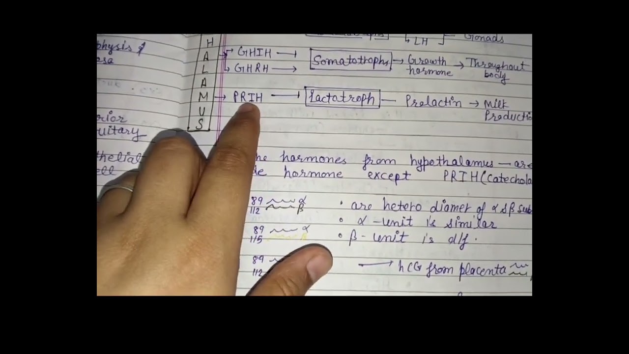 Animal Physiology | Hypothalamus & Pituitary Gland Complete Notes | GH, ADH, Oxytocin | BSc / CUEtpg