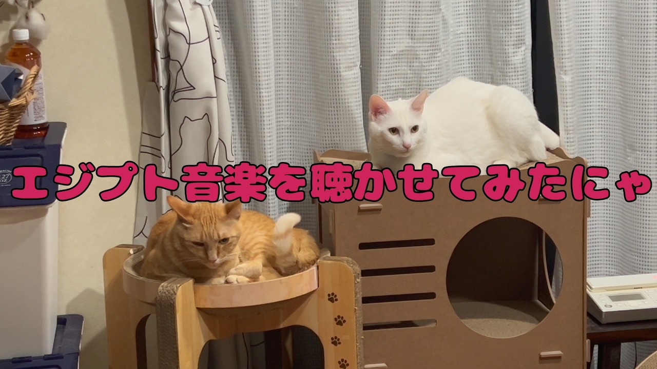【保護猫】🐈猫にエジプト音楽を聴かせてみたにゃ🐈の巻【にゃんこ日和】【rescued cat】