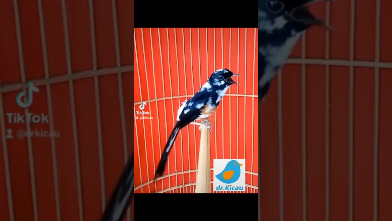 #muraibatu #lovebird #fyp #anismerahtelerdoyong #pijantunggacor #anismerahtrotol | dr. Kicau Shorts