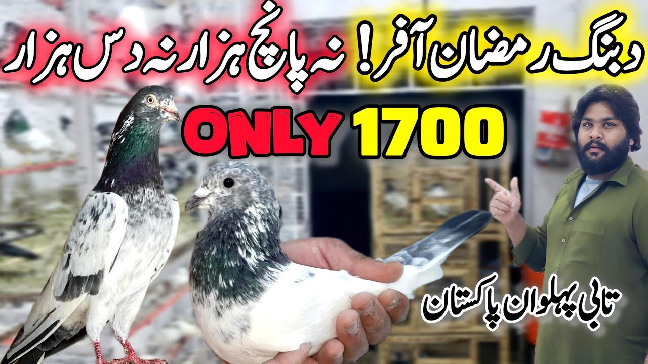 1700 Ma Asey Kabootar Milna Mushkil Hai😳 || 0312 53-44-914 || Breeder kabootar 💯