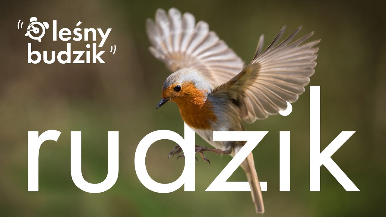 Leśny budzik - Rudzik