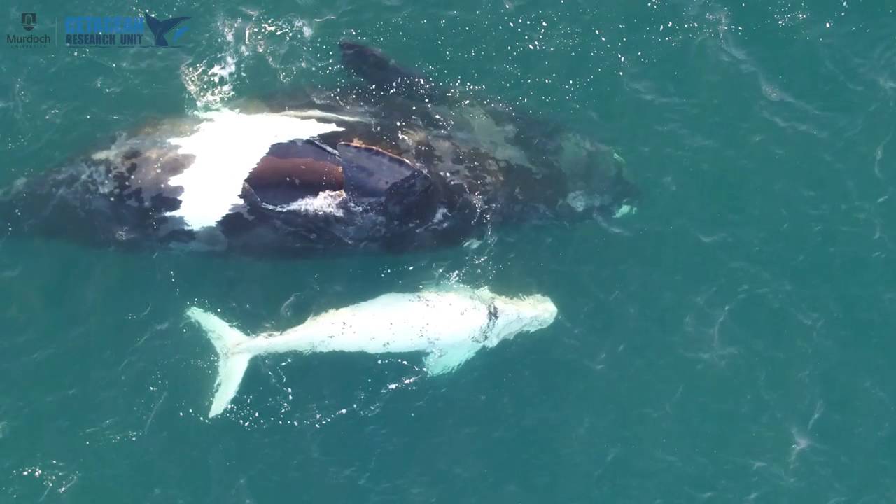 A Rare White Southern Right Whale Calf Has Been Filmed For The First Time