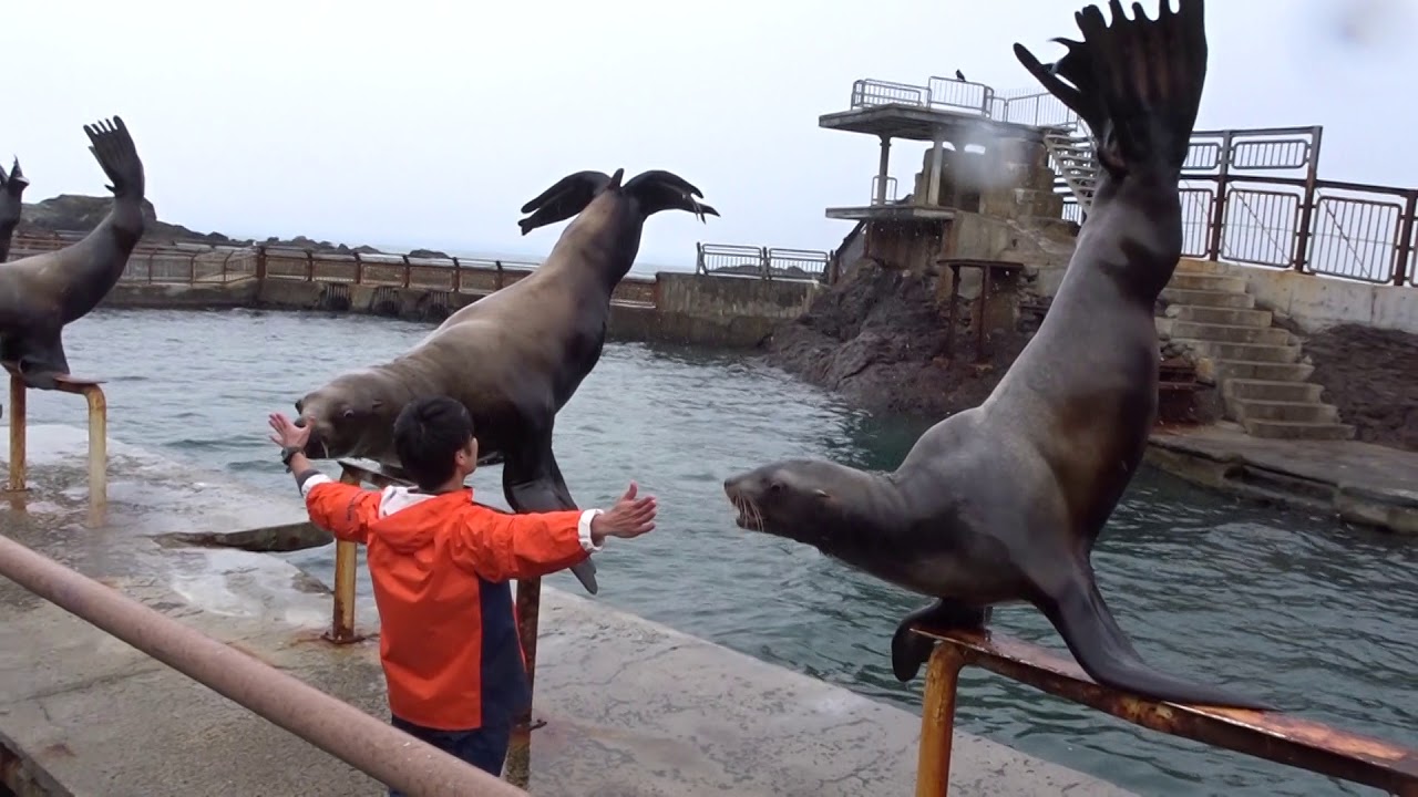 20181122_おたる水族館・トド「鮭は飲み物。」