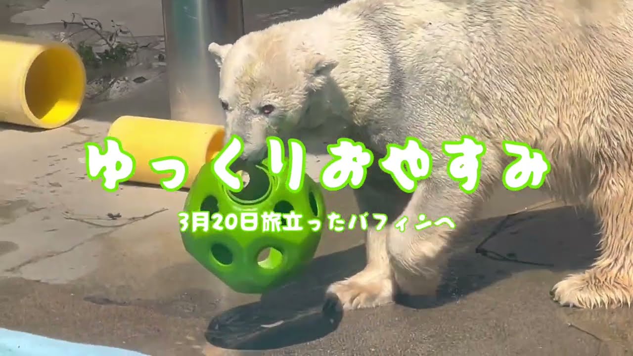 悲しい知らせ(T_T)バフィンお前もか…浜松市動物園ʕ•ᴥ•ʔホッキョクグマ