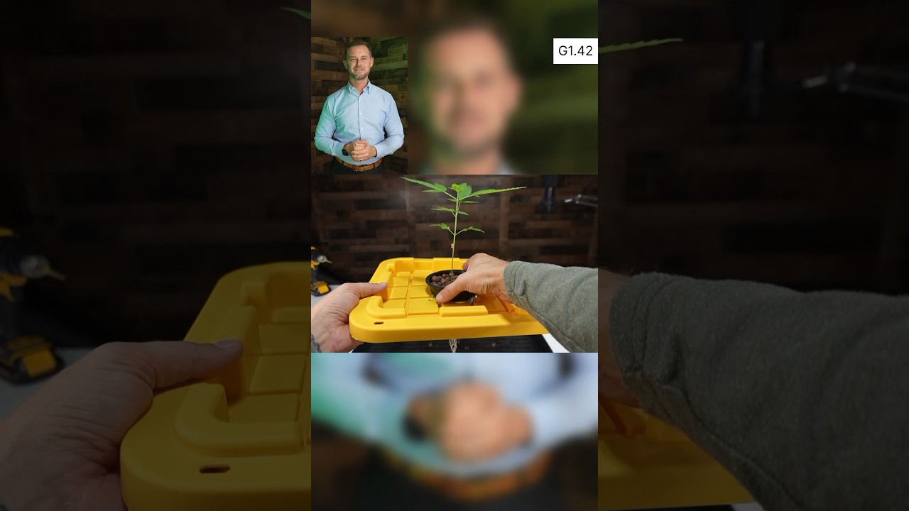 G1.42 (P7): DWC cannabis grow reservoir set up. #cbd #thc #dwc #cannabis