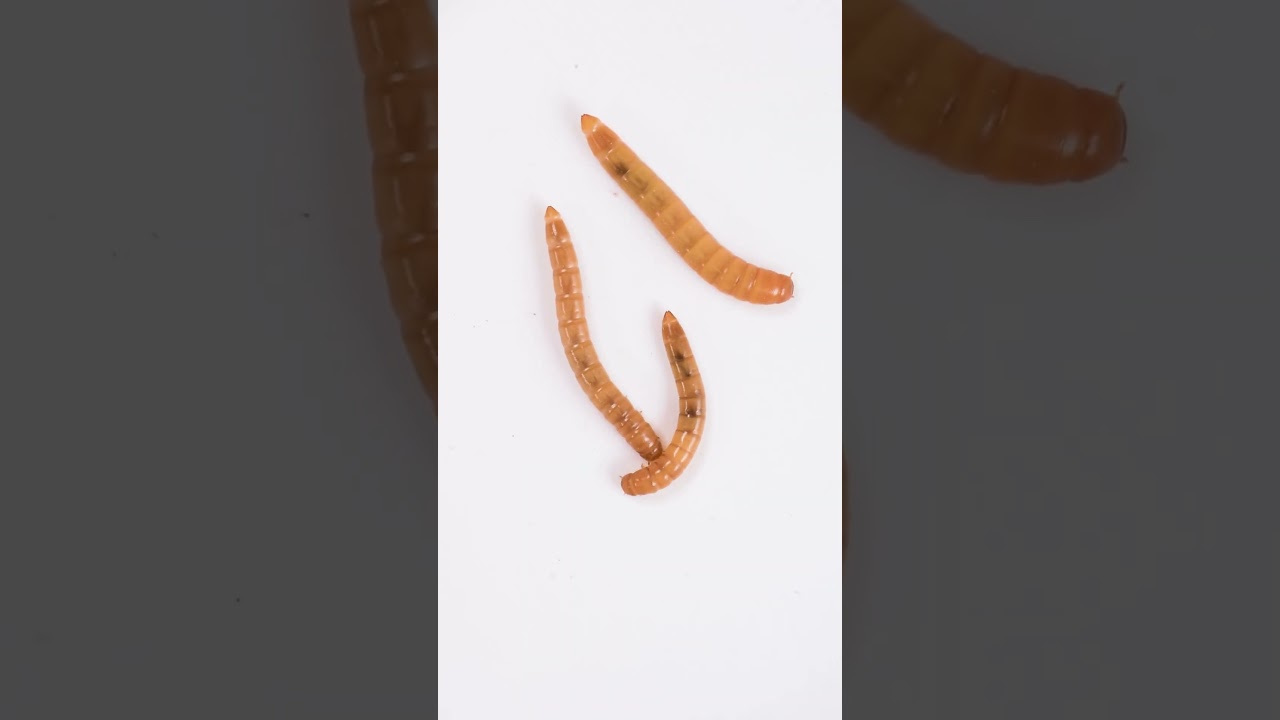 Mealworm Beetle Timelapse