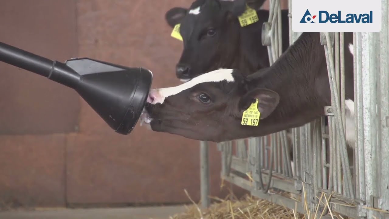 CalfRail - Система автоматического кормления телят