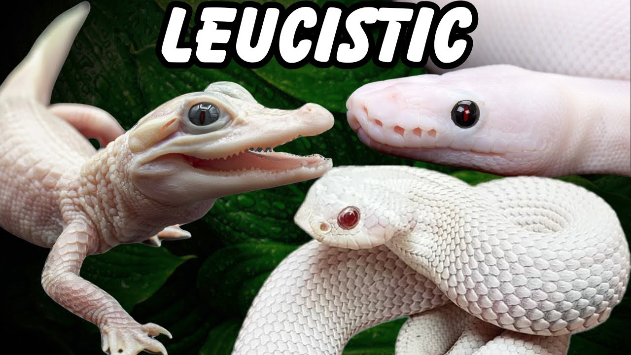7 Leucistic REPTILES To Buy Now!