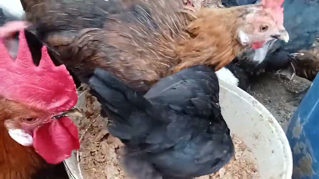 #بدائل العلف اللي هتخلي طيورك تكبر بسرعه الصاروخ ،وبدون تكاليف كتيره 