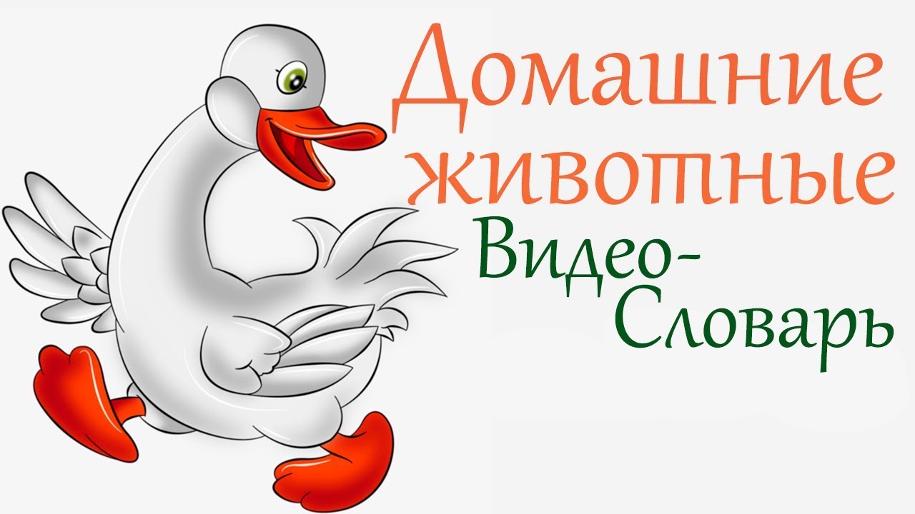 Французский Видео-Словарь 