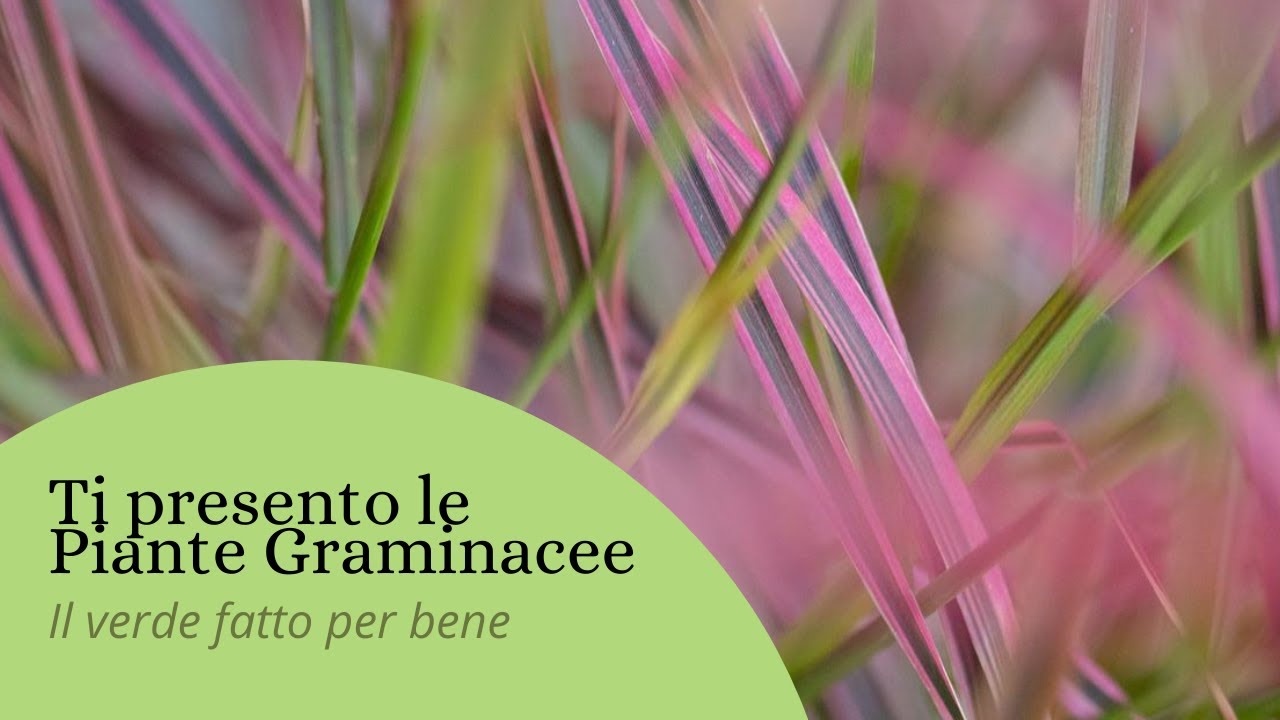 LE PIANTE GRAMINACEE : CURIOSITÀ E POTATURA