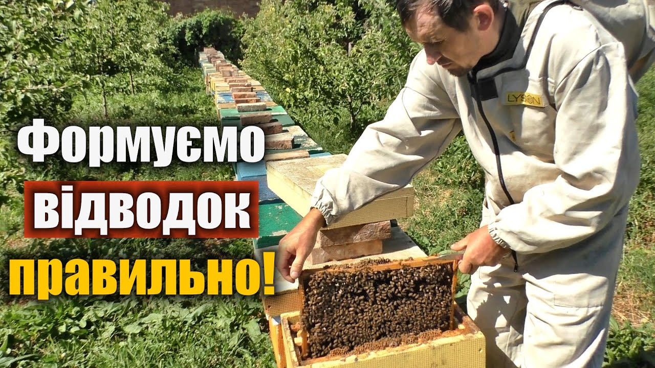 Як правильно зробити ранній відводок бджіл?