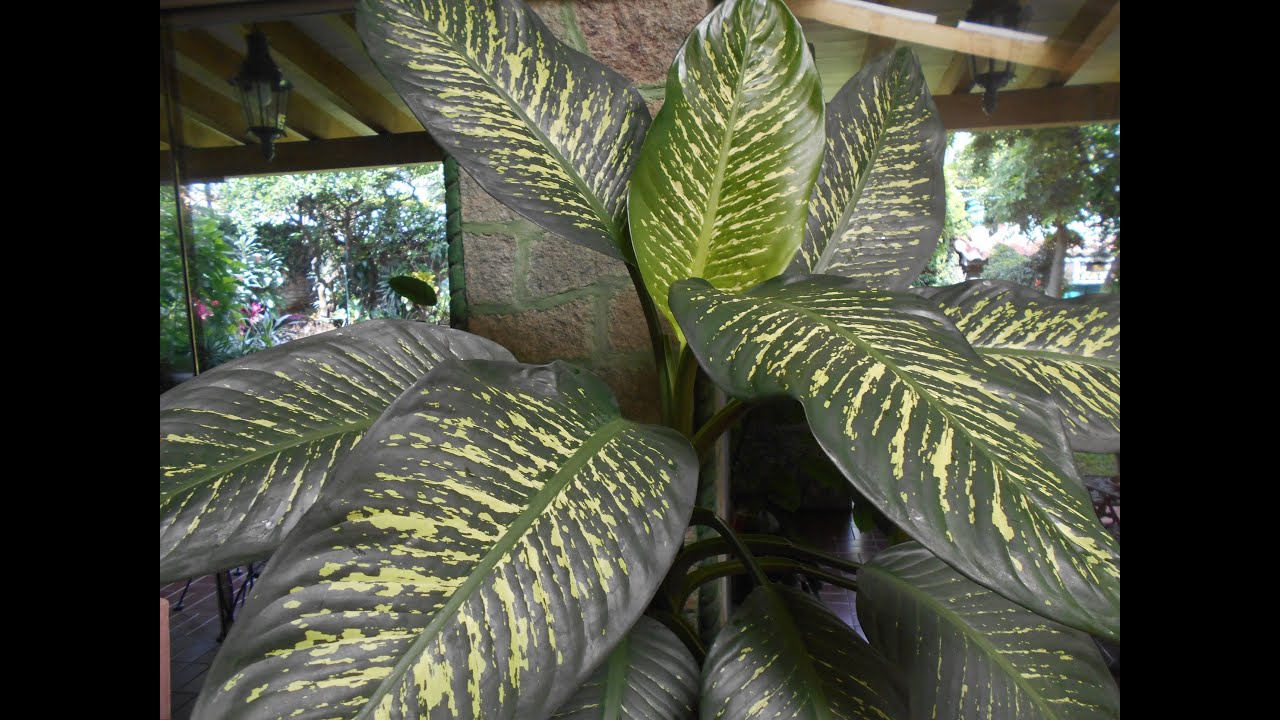Dieffenbachia Amoena// Loteria/Millonaria// Amoena// Información sobre sus cuidados.