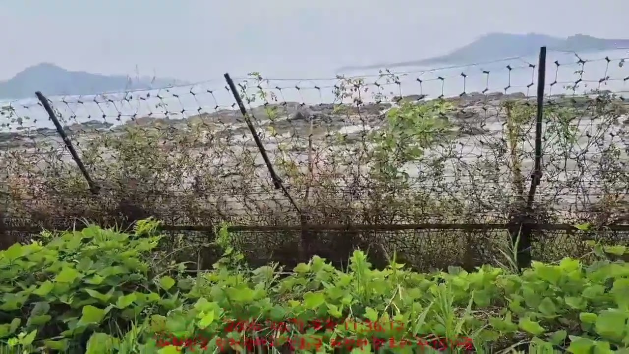 2024-11185-002_인천광역시 강화군 하점면 창후리 산151-7_임야_2024-10-07_현장임장영상