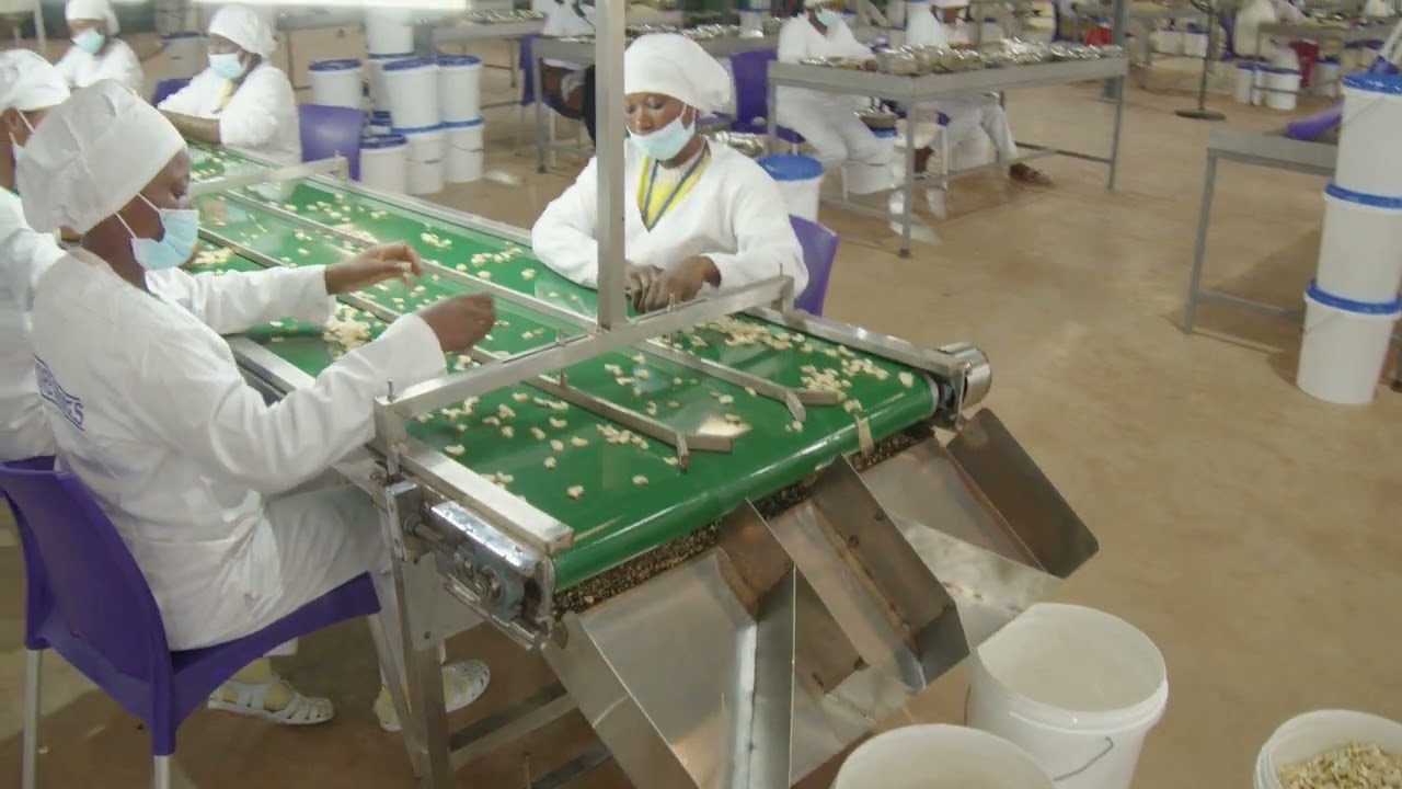 Cashew Inspection conveyor (31)