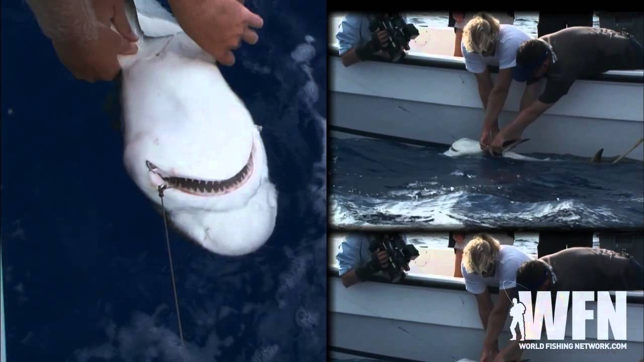 Stalking Bonefish and Handling Sharks