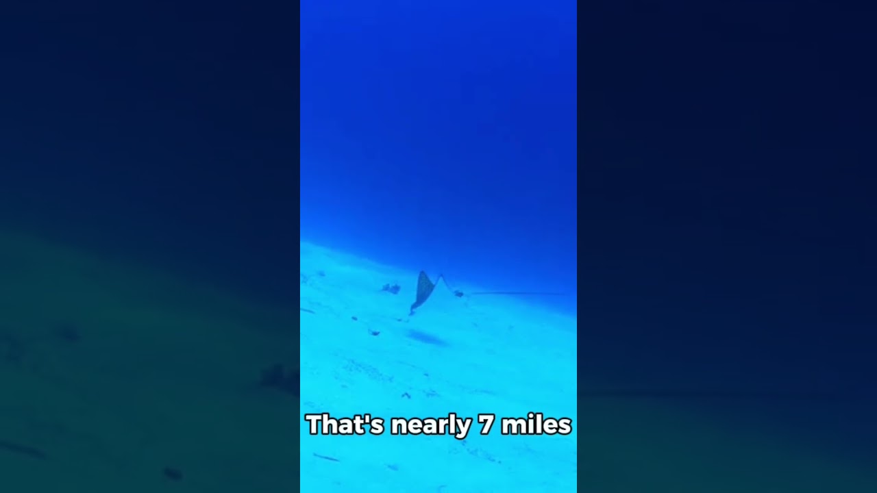 5 Facts About The Ocean 