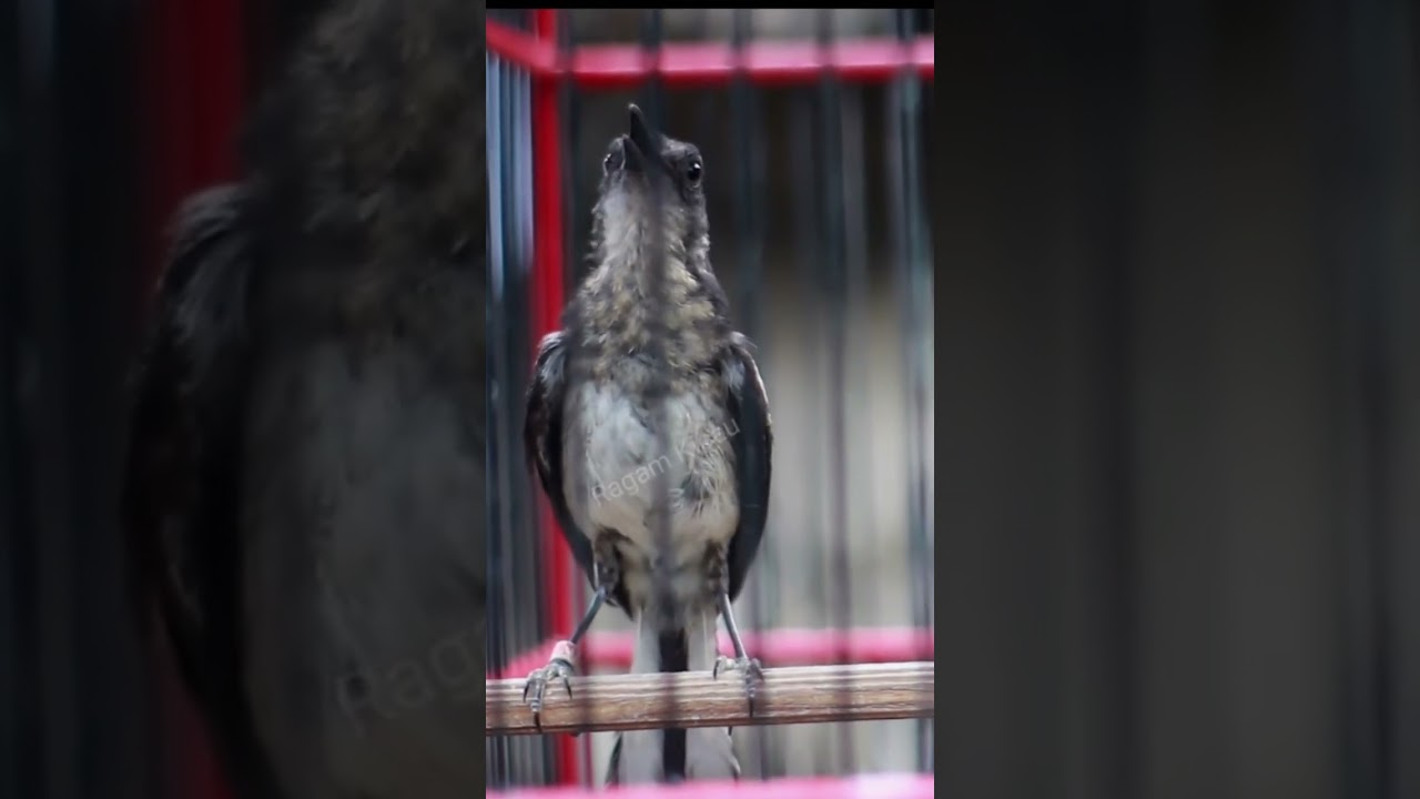 Chim ch&iacute;ch cho&egrave; than non tập h&oacute;t #birds #birdlover
