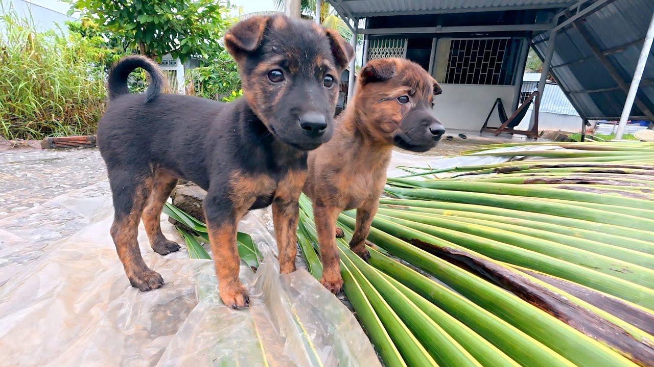 Two Vietnamese puppies are very cute #Magicsound