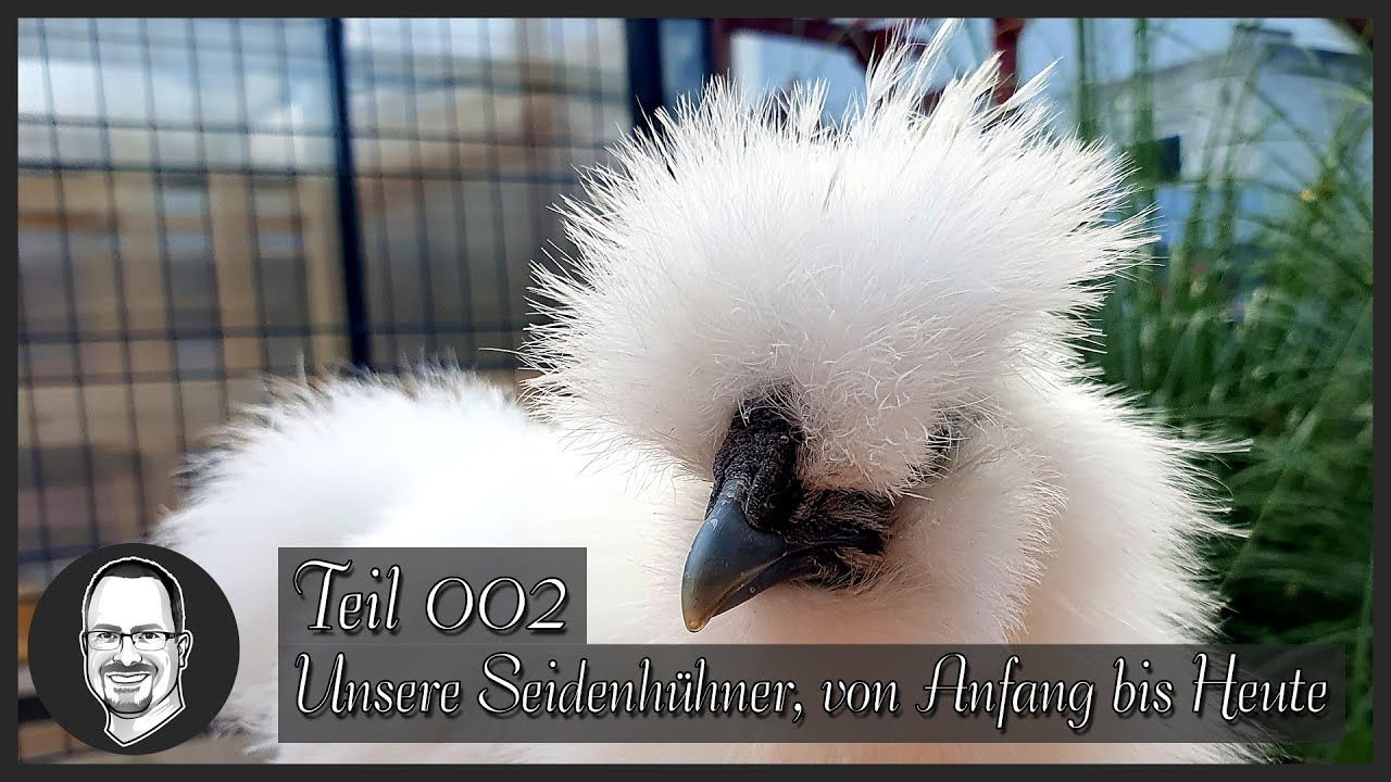 Unsere Seidenhühner, von Anfang bis Heute