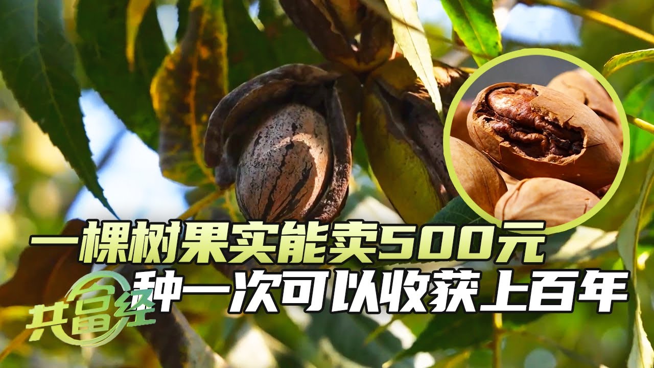 地头价高达20元！长在树上的小油壶，落地就成了致富“金果果”，种下一次就可以收获上百年的致富摇钱树 「共富经」20241125 | 农业致富经 Agriculture And Farming