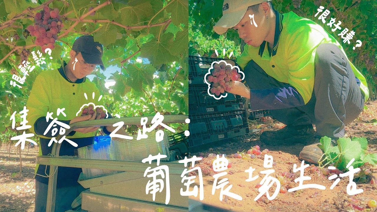 【澳洲打工】週薪破千很好賺？計件時薪哪個好？葡萄農場集簽之路 ：剪手、捲枝 Working Holiday vlog #15