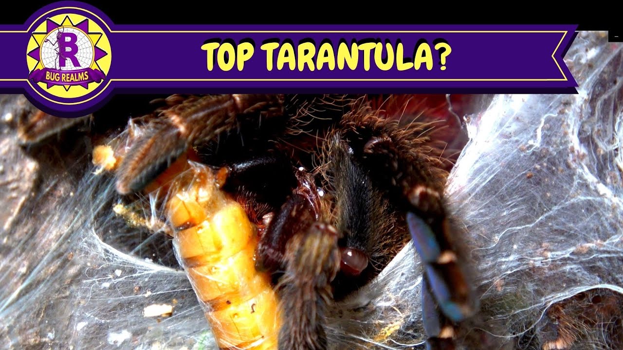 TOP TARANTULA? Psalmopoeus reduncus