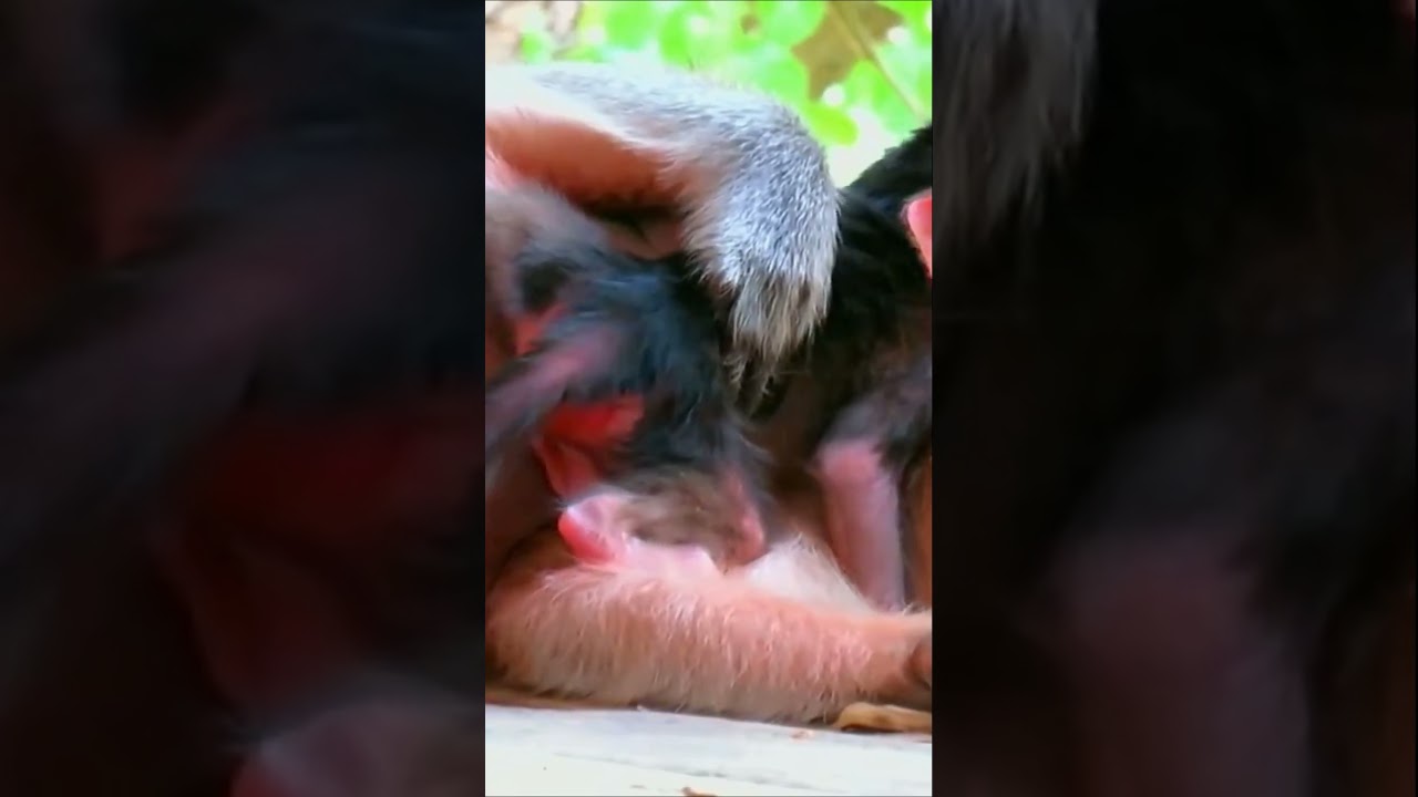 Cute newborn tries to hug mom and stays very active &ndash; Wildlife around the world