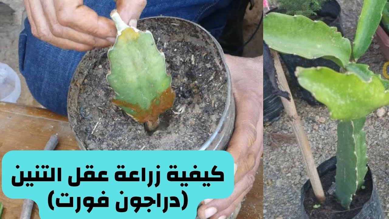 هل تعرف طريقة زراعة عقل فاكهة التنين دراجون فروت وكيف نقوم بتجهيز التربة المناسبة لزراعتها ؟