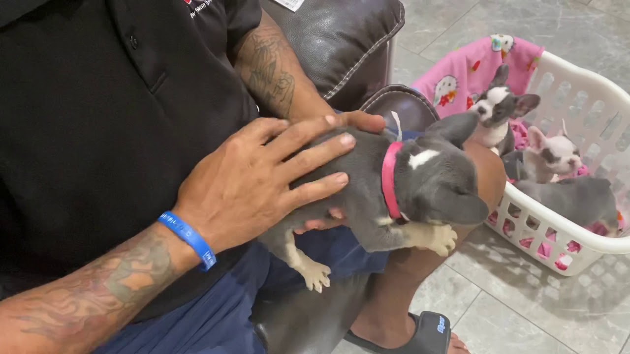 How to microchip a puppy